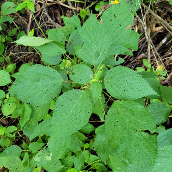 Wood nettle (summer 2021)