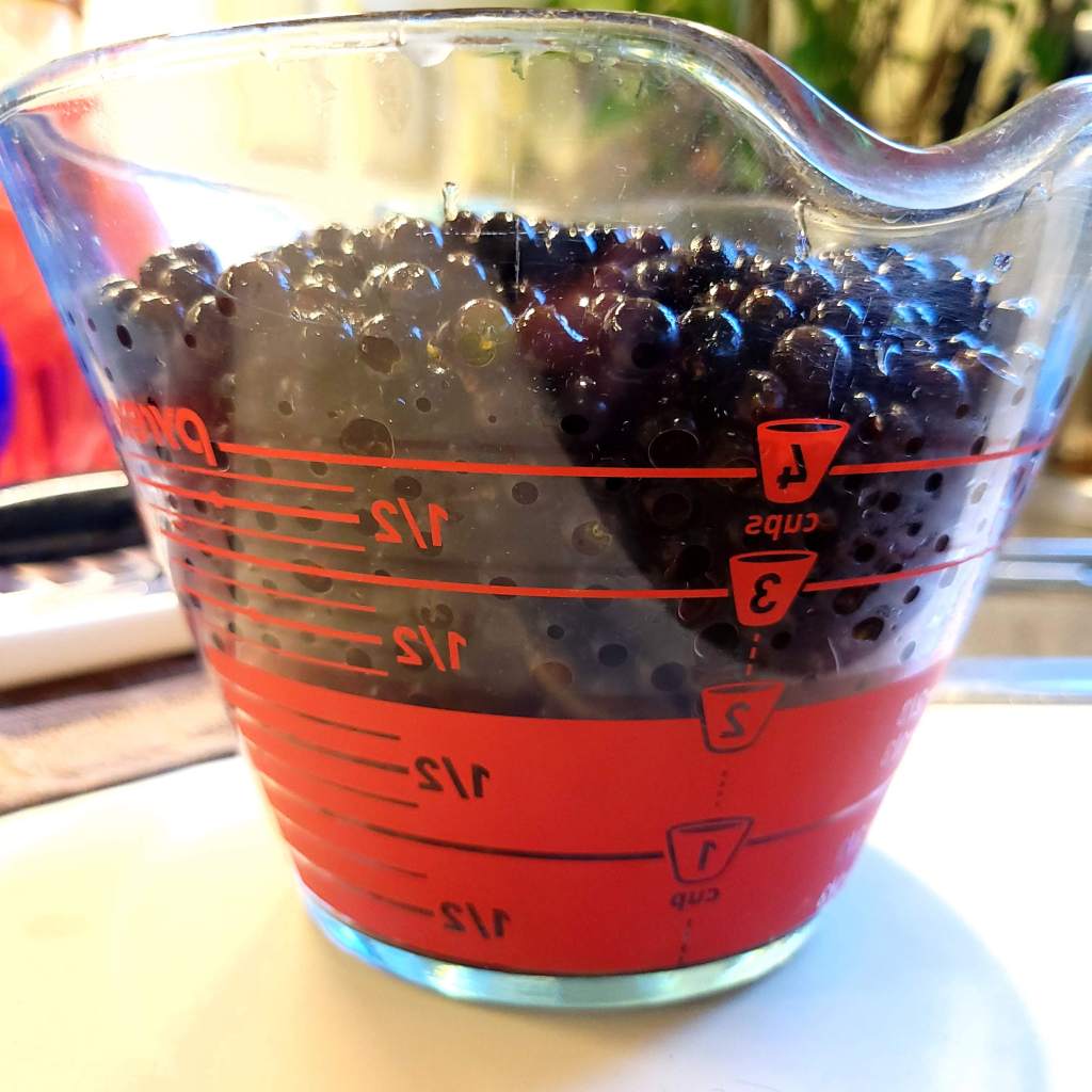 My wild grape harvest - over four cups!