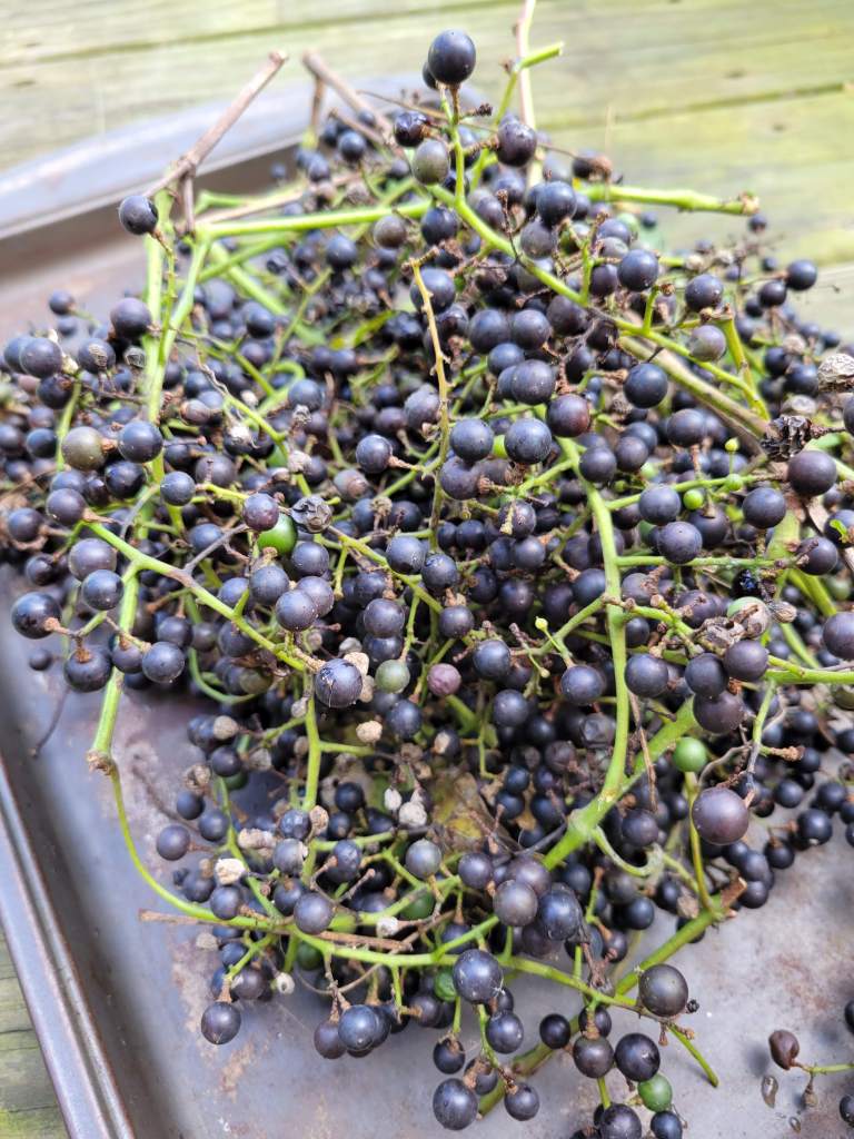 Wild grapes ready to strip from the stems