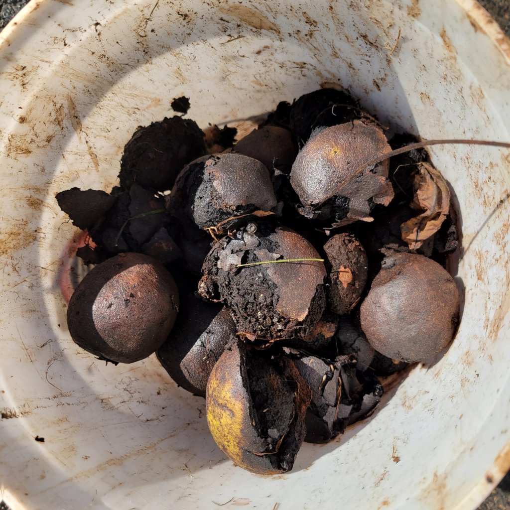 These walnuts were too old for my preferences