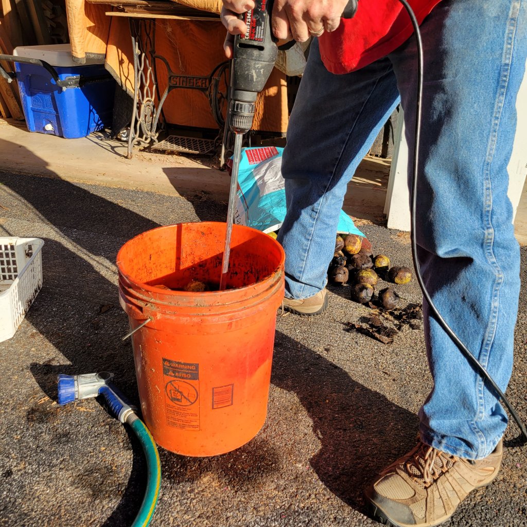 A paint mixer in a bucket helps break off the black walnut hulls