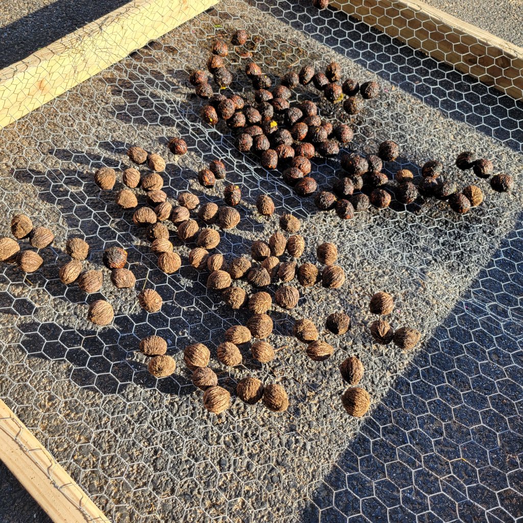 Our modest black walnut harvest