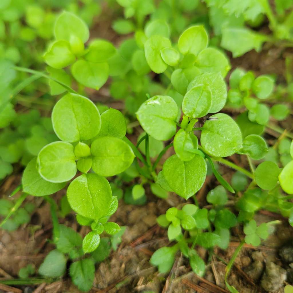 Chickweed