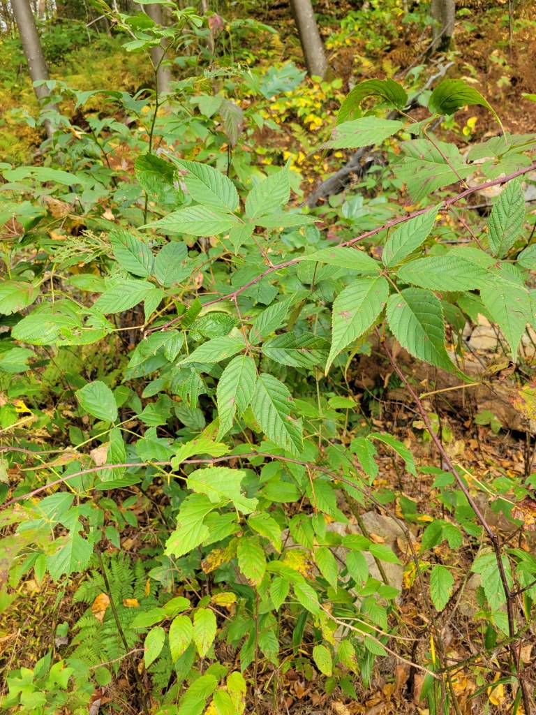 Allegheny blackberry