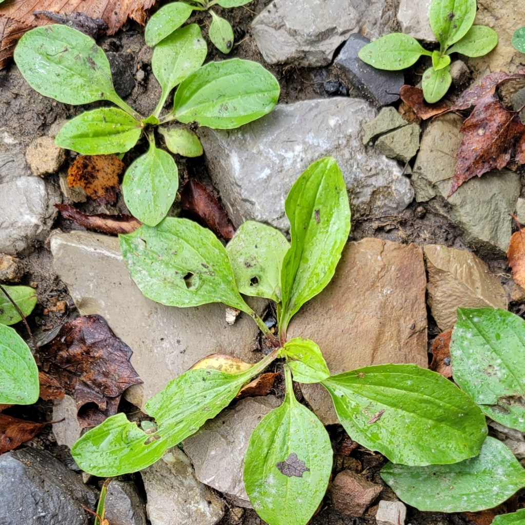 Broadleaf plantain