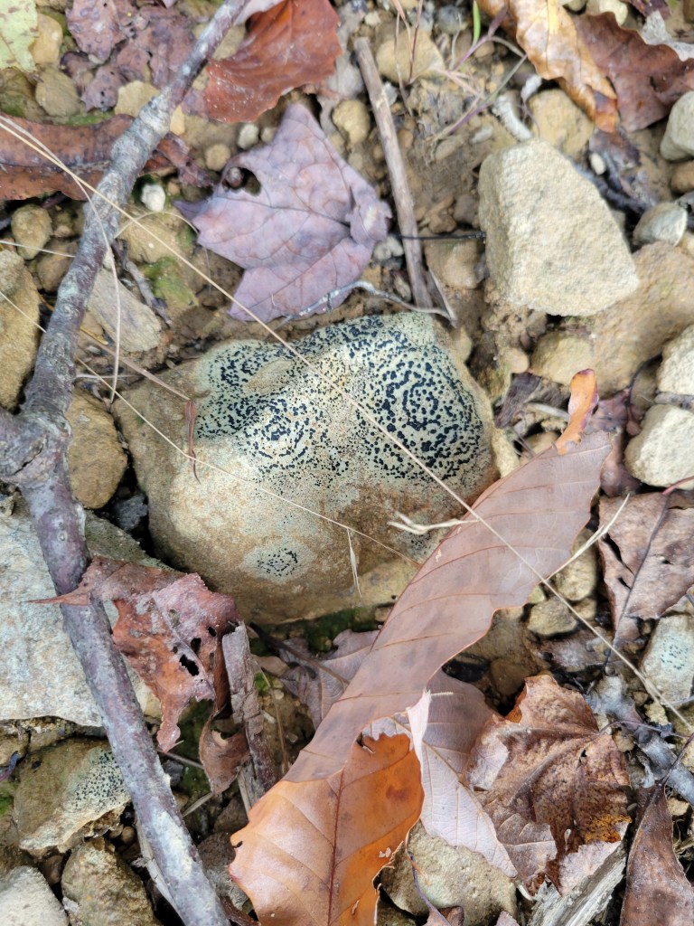 Concentric boulder lichen