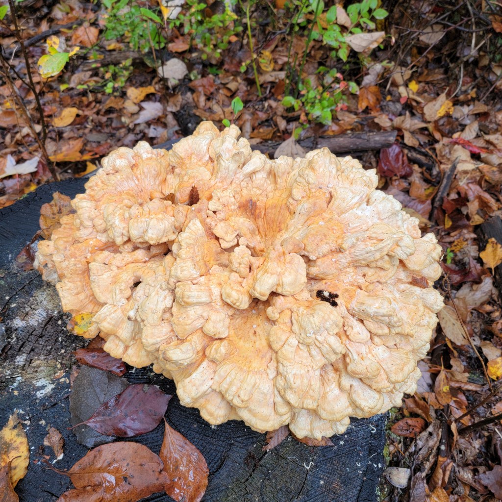 Chicken of the woods