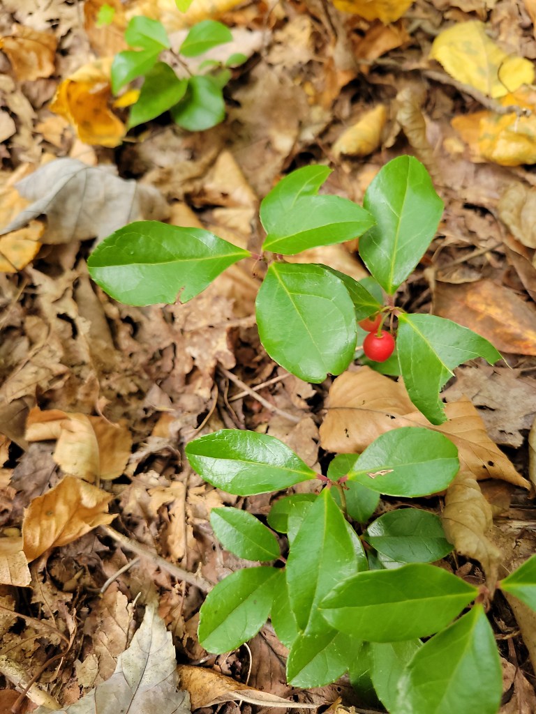 Eastern teaberry