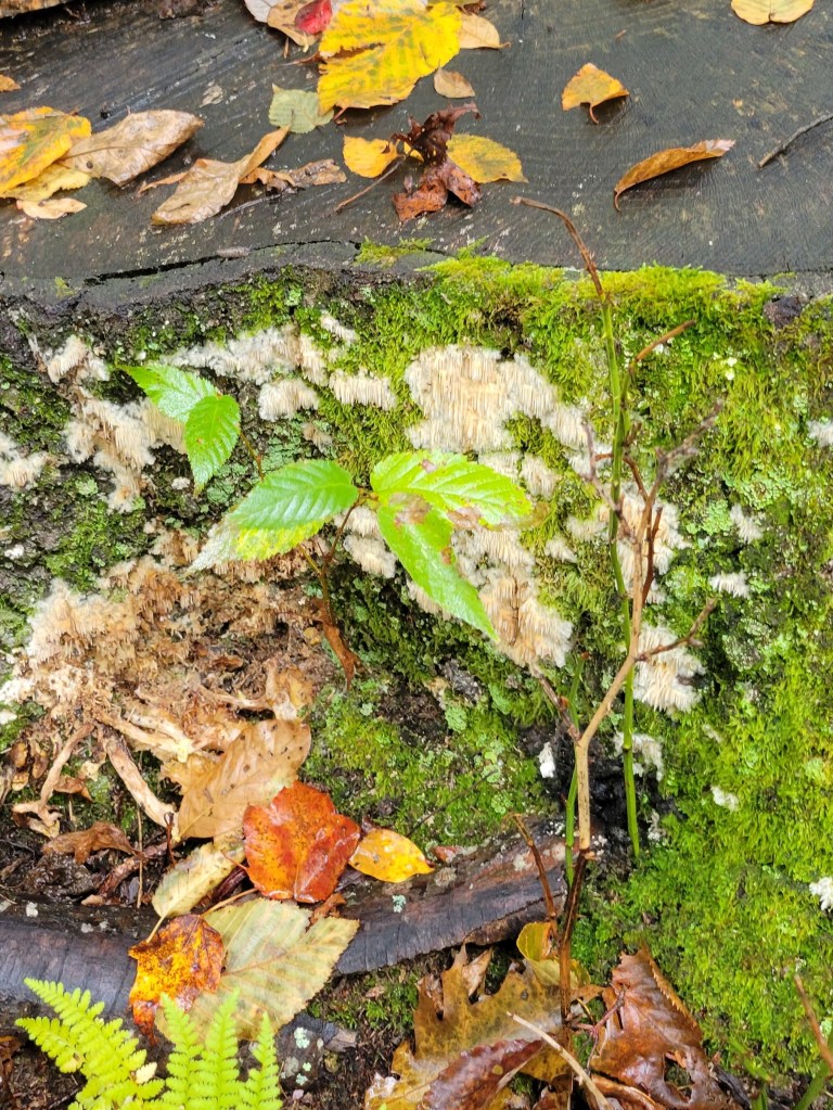 Former lion's mane location