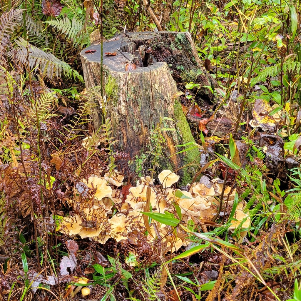 Honey mushrooms on a second stump