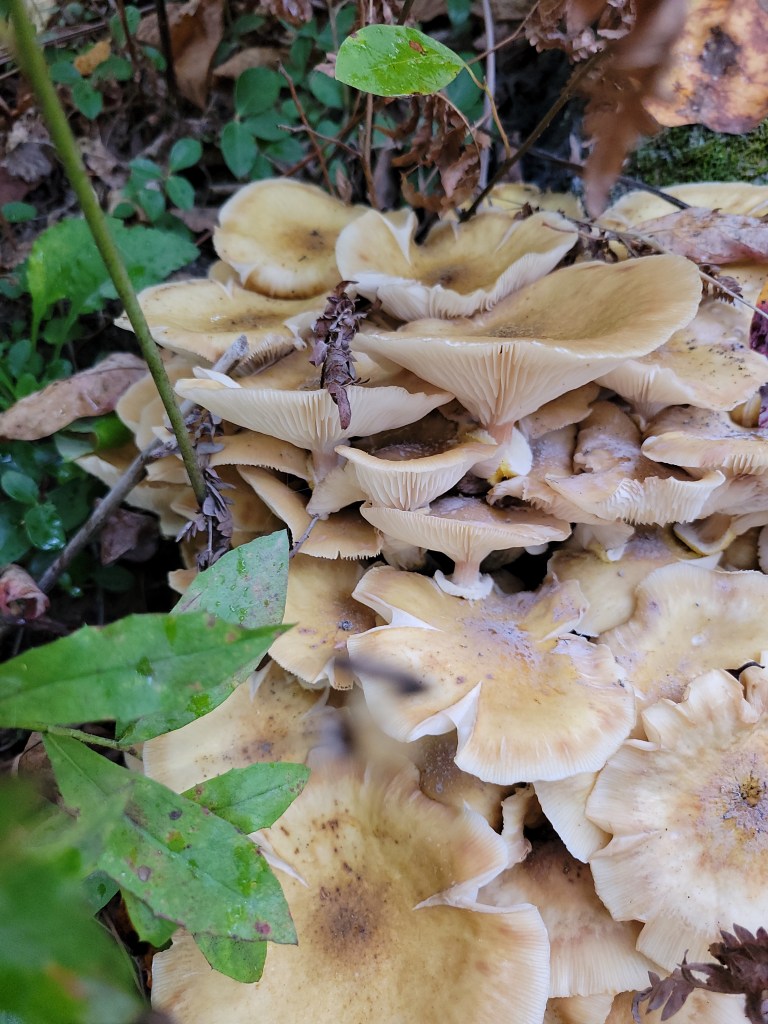 Yet another stump with honey mushrooms