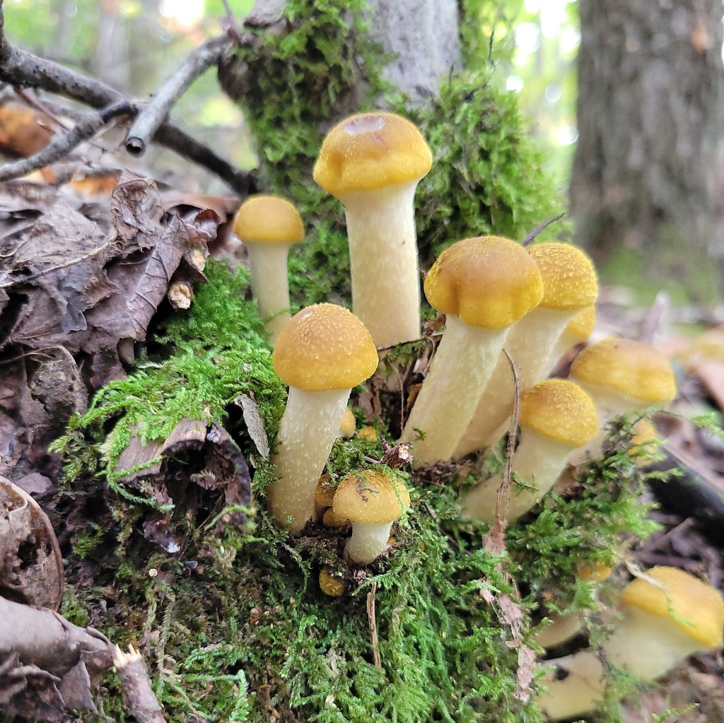 Newly emerged honey mushrooms