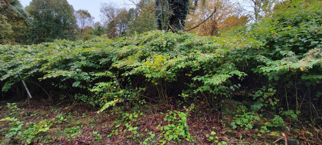 Japanese knotweed