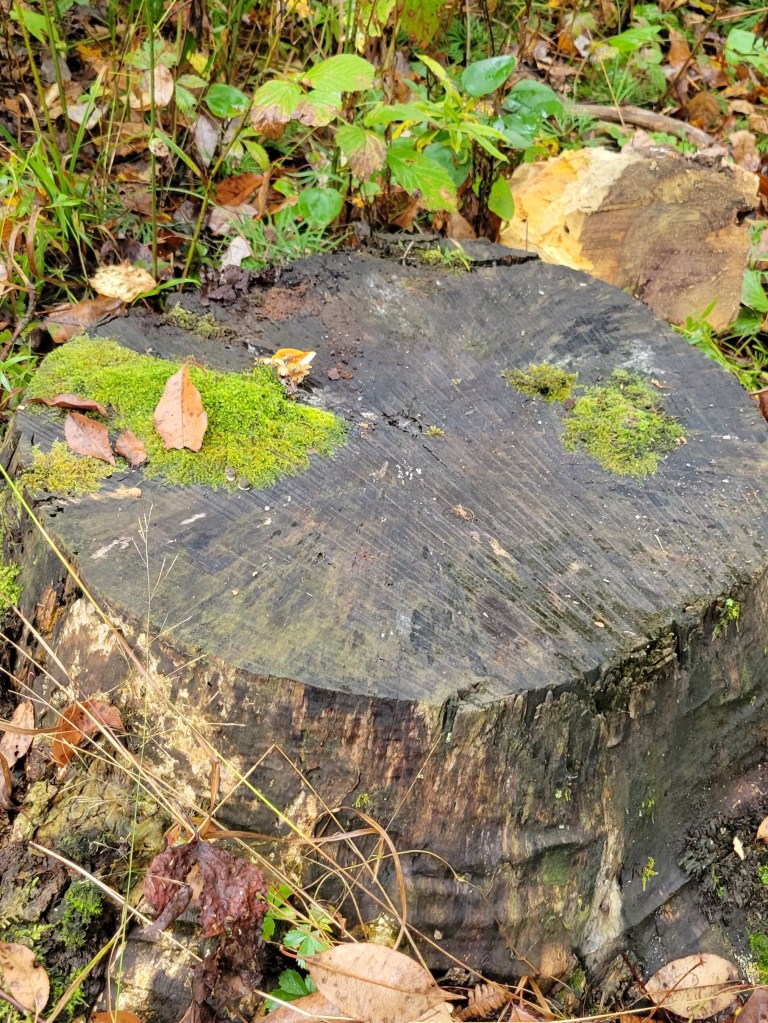 Possibly the remains of a black walnut