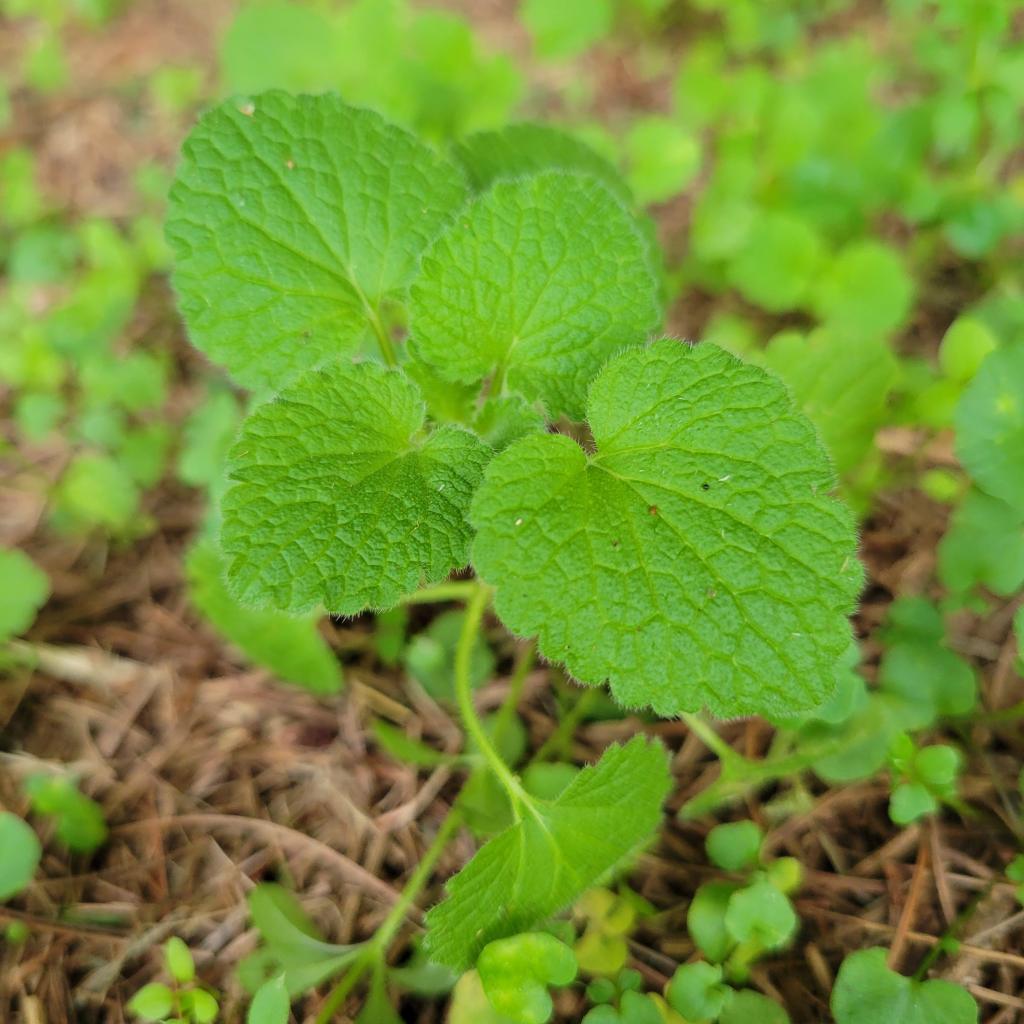Purple dead nettle