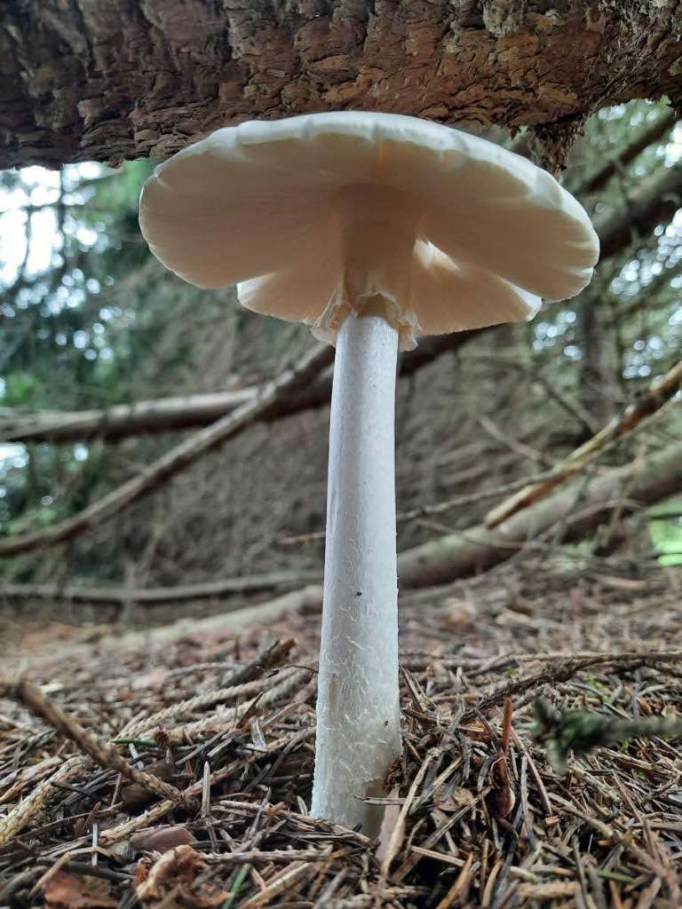 Death cap (Amanita phalloides) found in my backyard