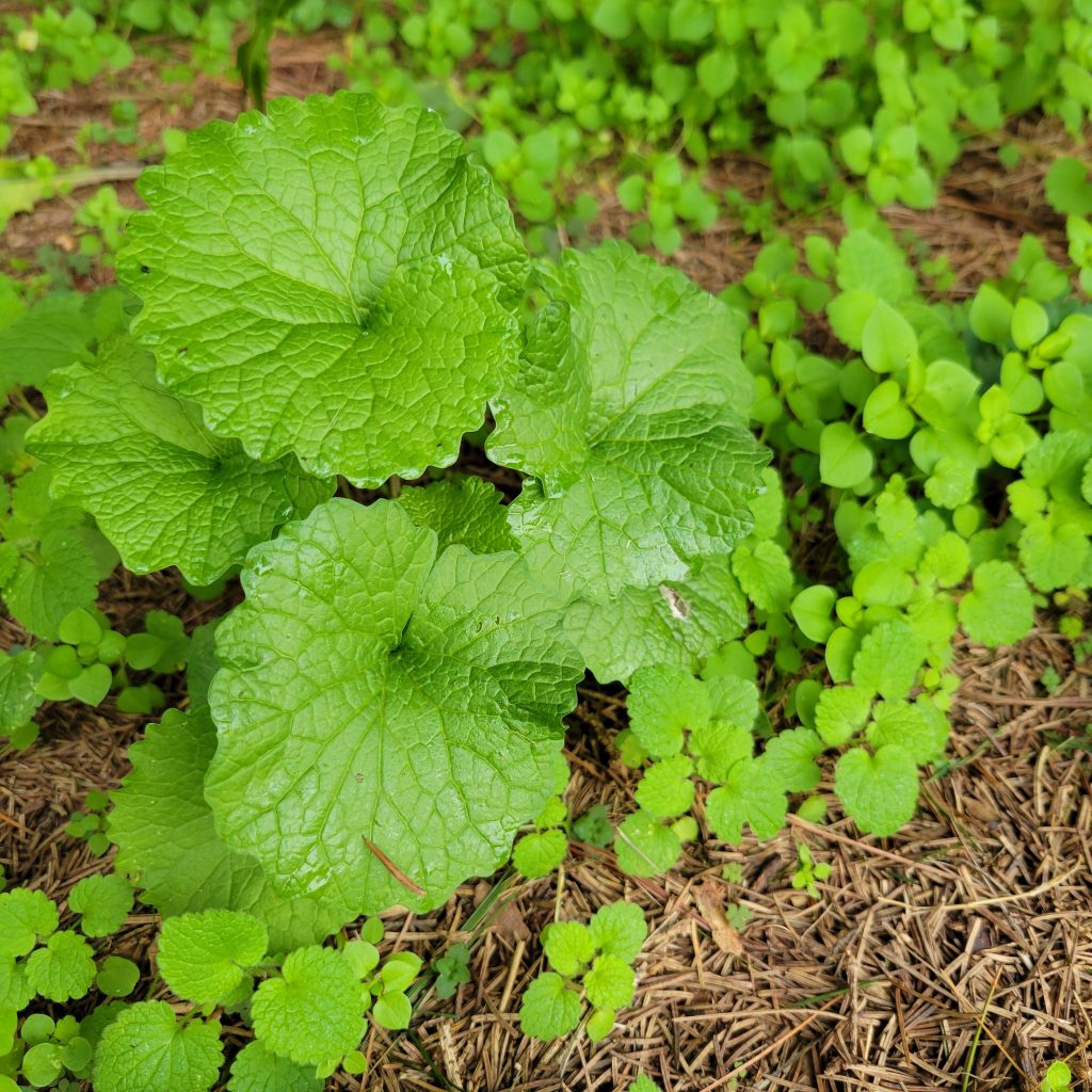 Garlic mustard