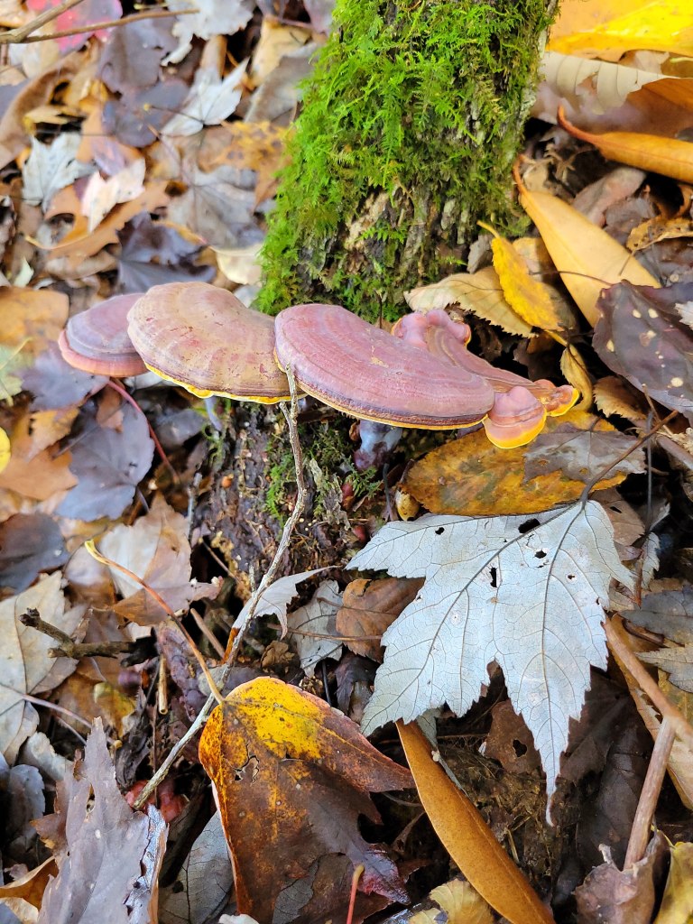 Golden reishi (Ganoderma curtisii)