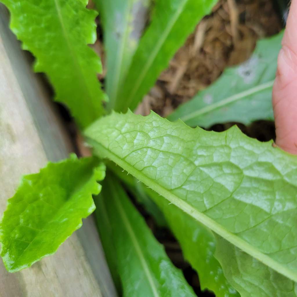 Note the small hairs along the rib of the prickly lettuce leaf