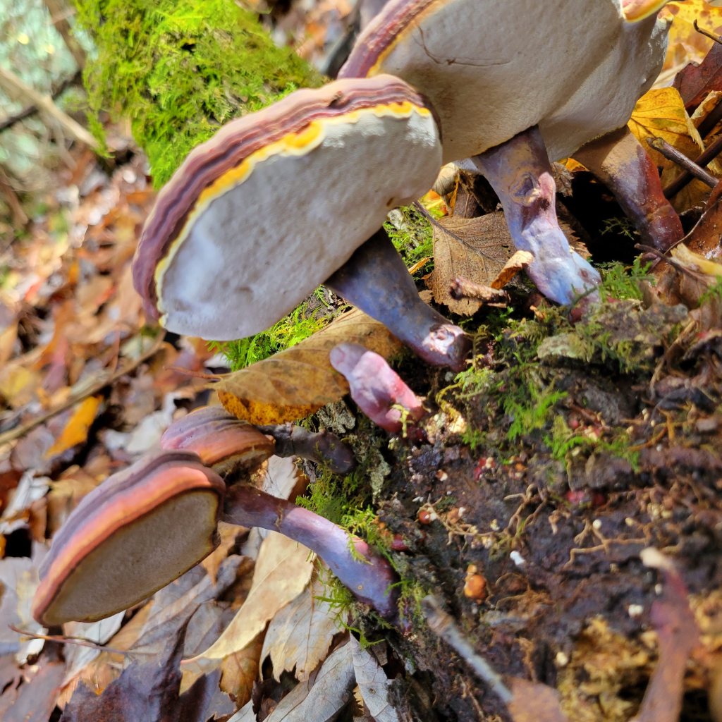 White undersides indicate relatively young reishi mushrooms