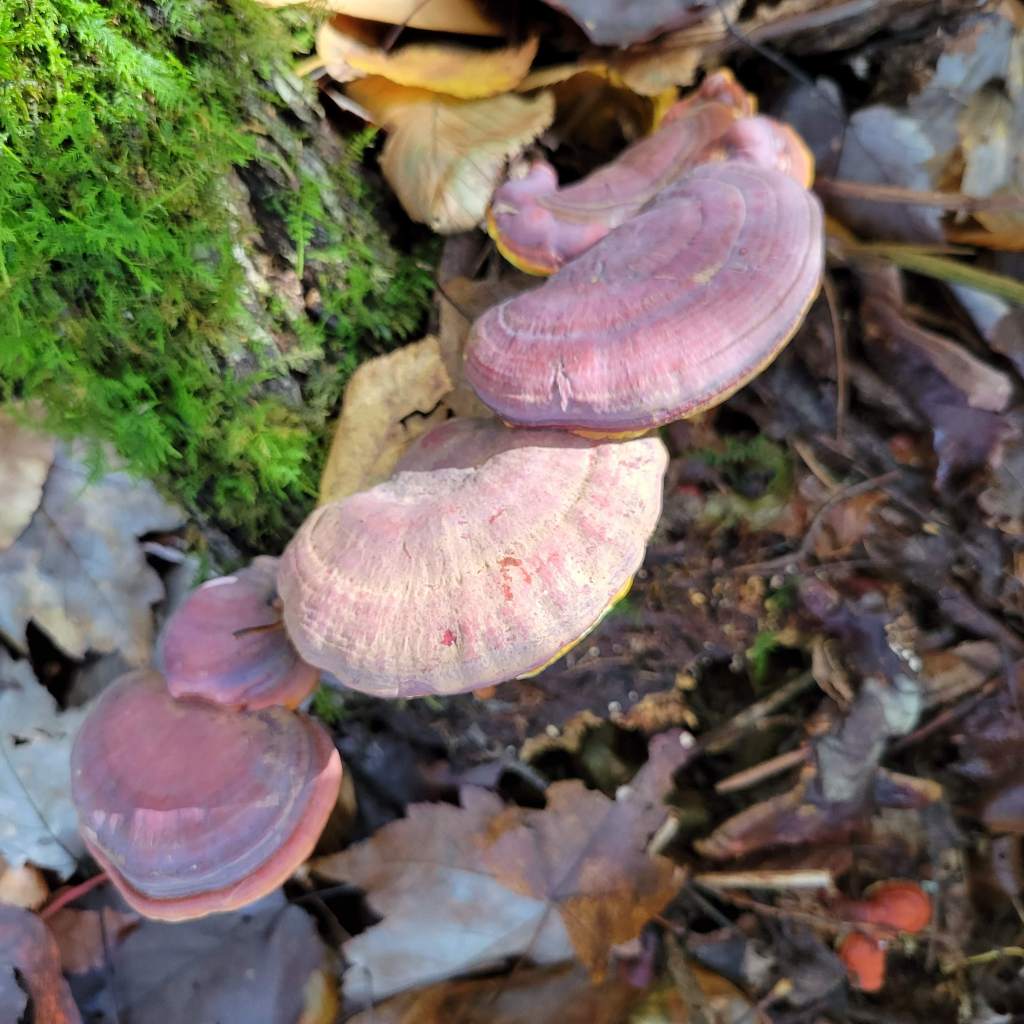 Golden reishi is identified by its matte appearance