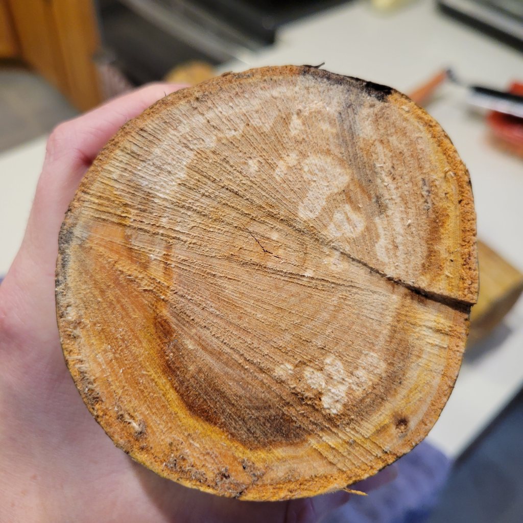 The inner bark is clearly visible in the cross section of this small birch log