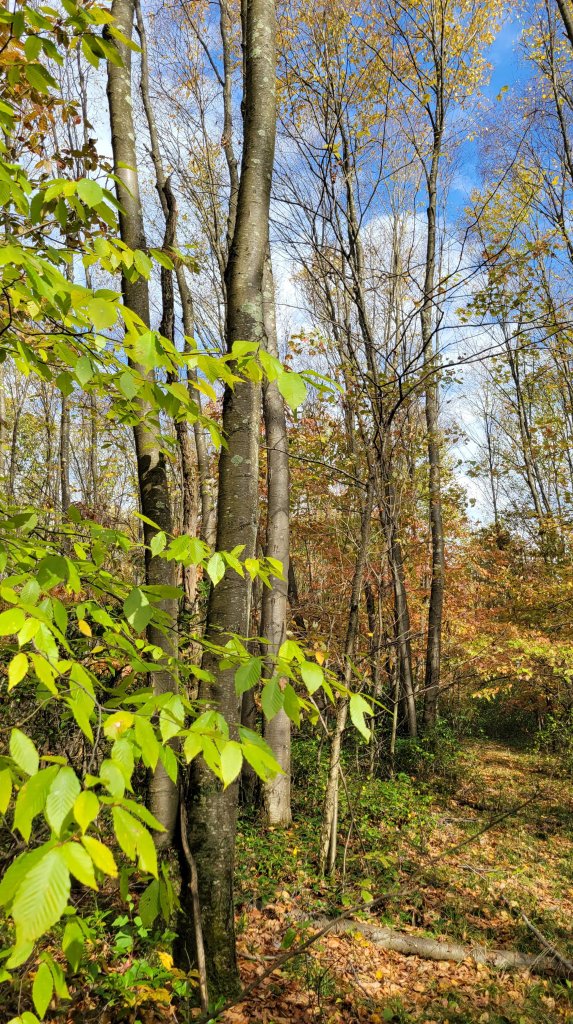 A cluster of sweet birch trees