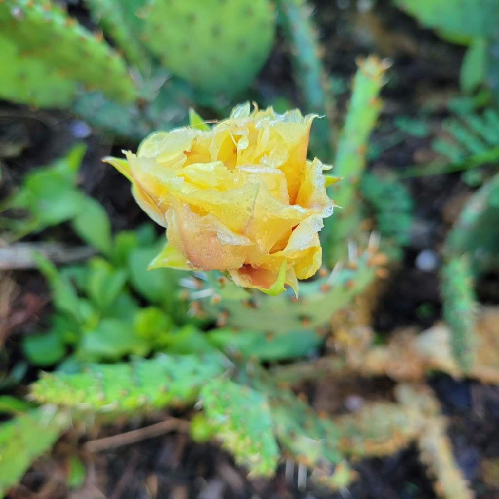Prickly pear blossom