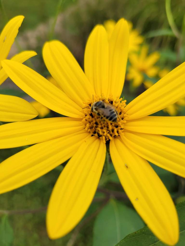 Pollinators love sunchoke flowers