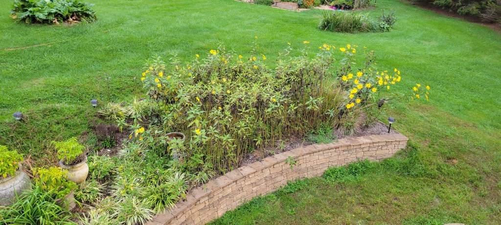 My sunchoke patch is overcrowded