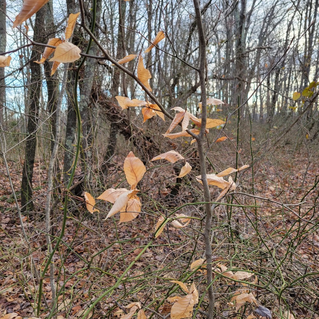 Beech's coppery leaves