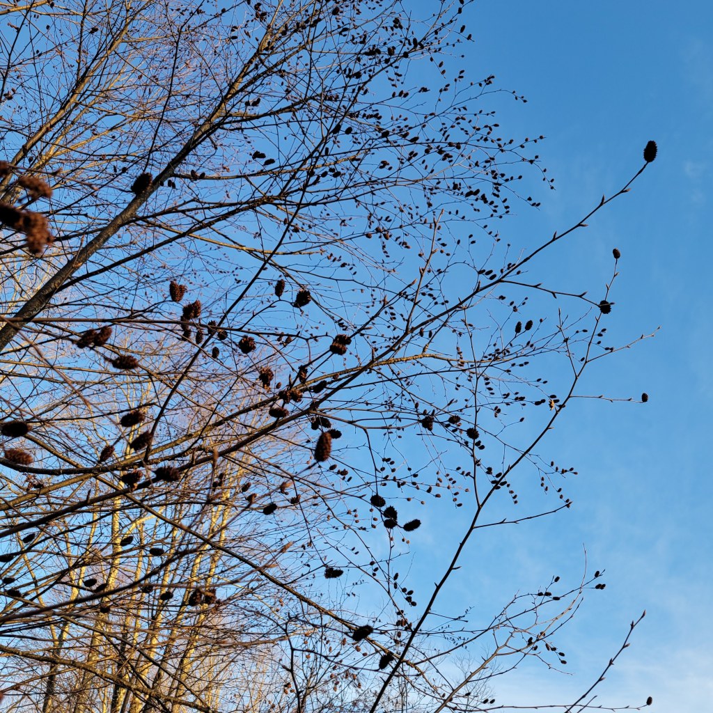 Sweet birch catkins and stems
