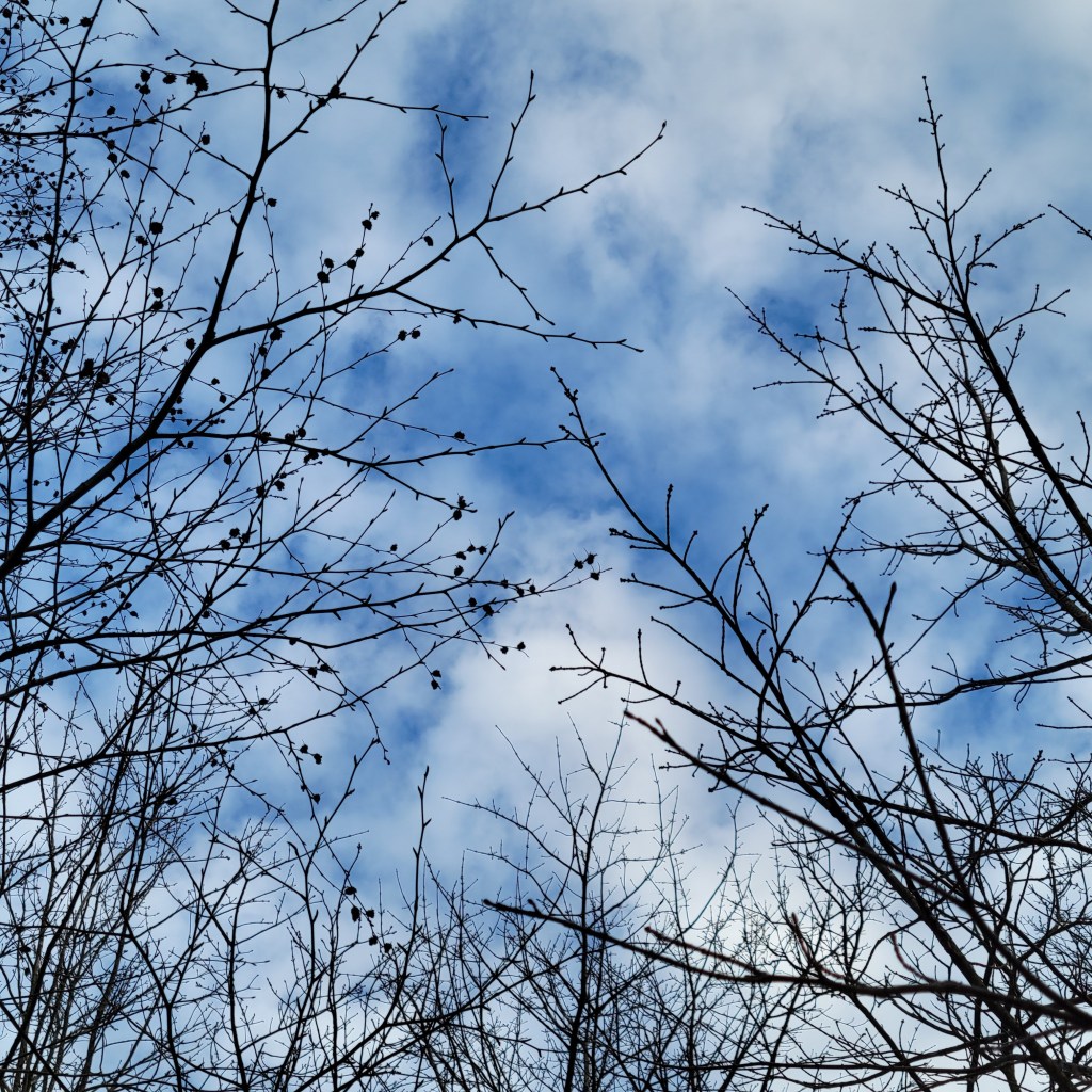 Sweet birch (left) compared to a different species (right)