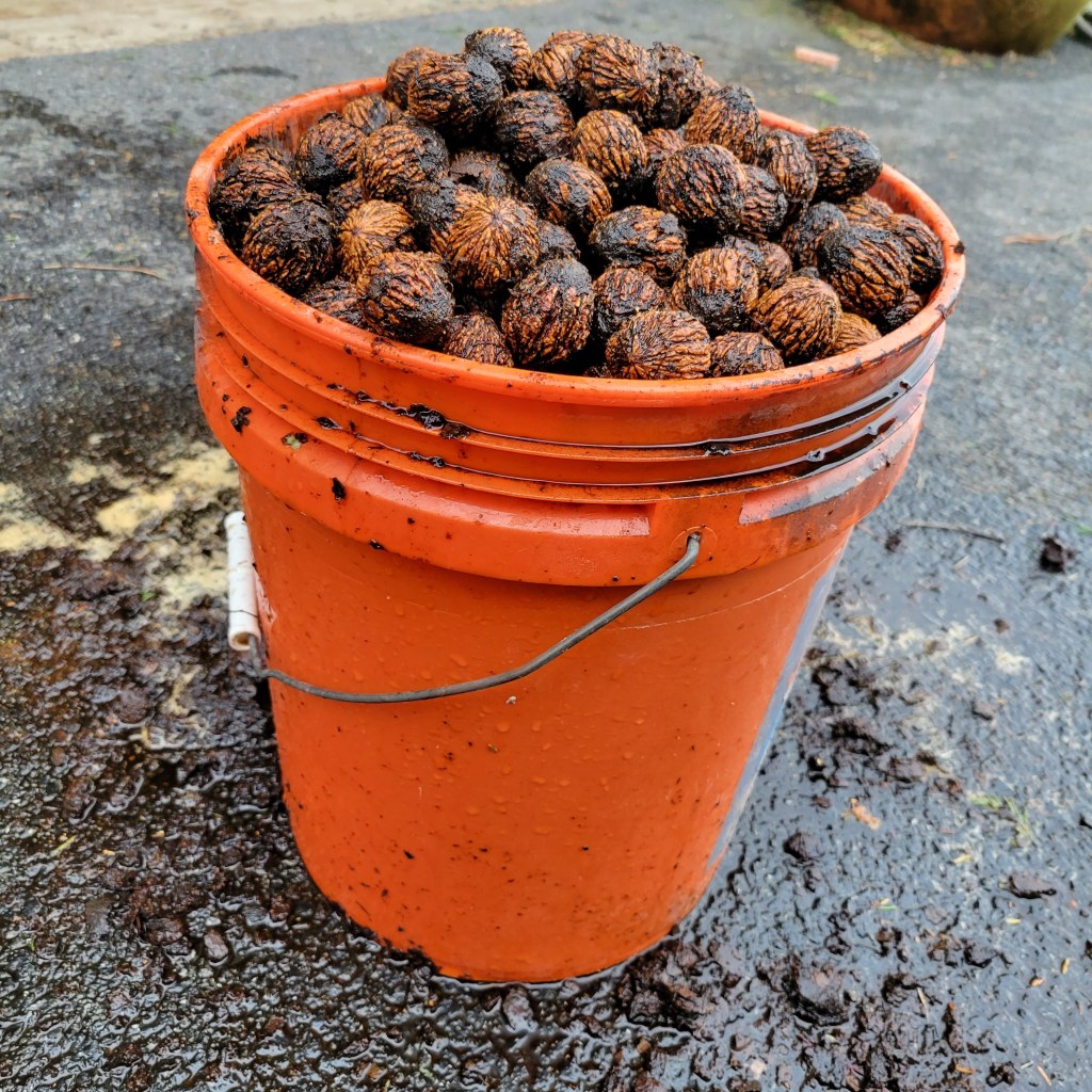 Just over five gallons of black walnuts remain after the hulls were removed