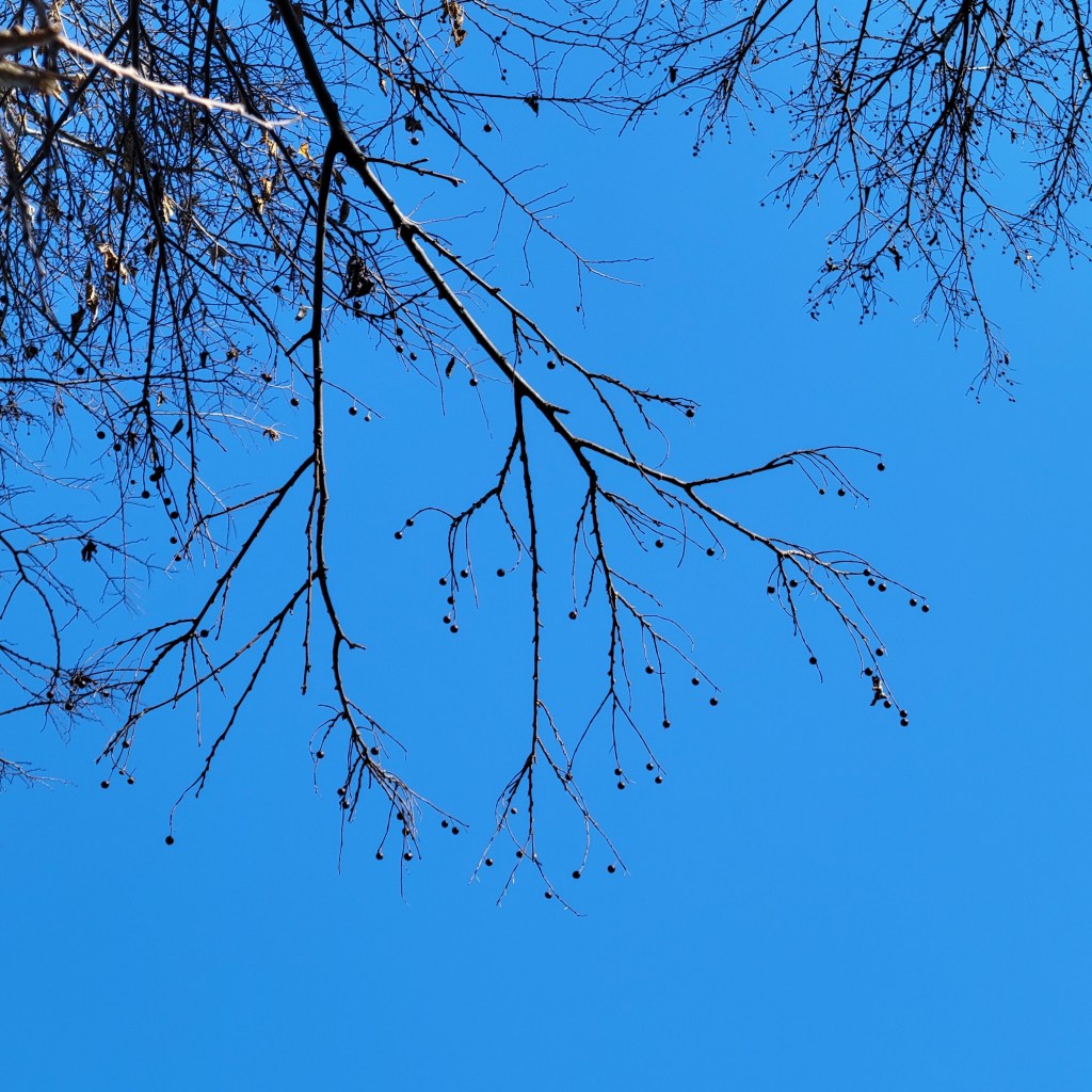Hackberry fruit out of reach