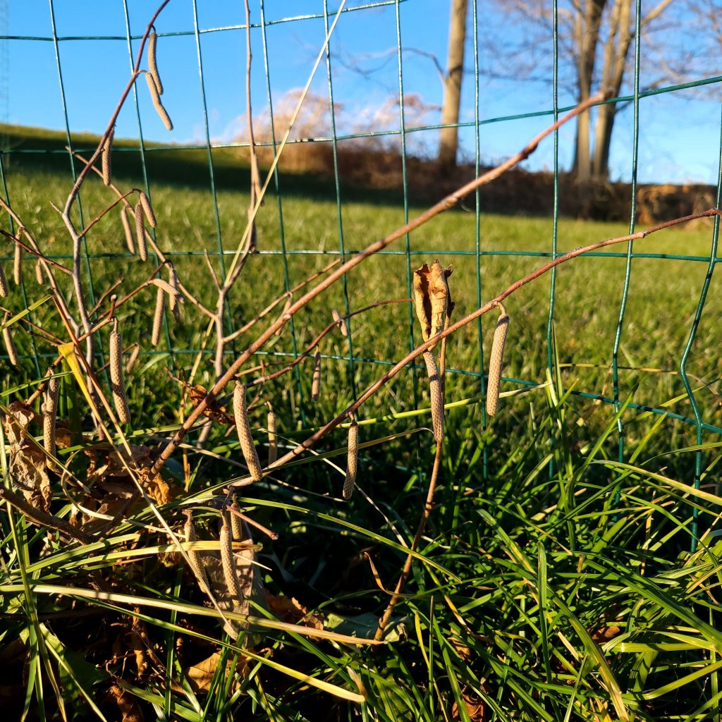 Hazelnut male catkins