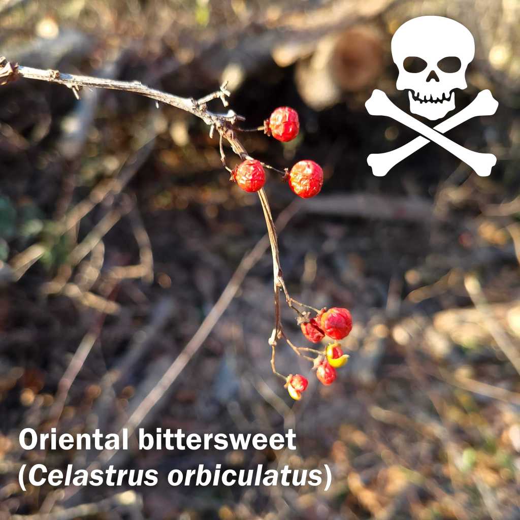 Oriental bittersweet berries are also toxic