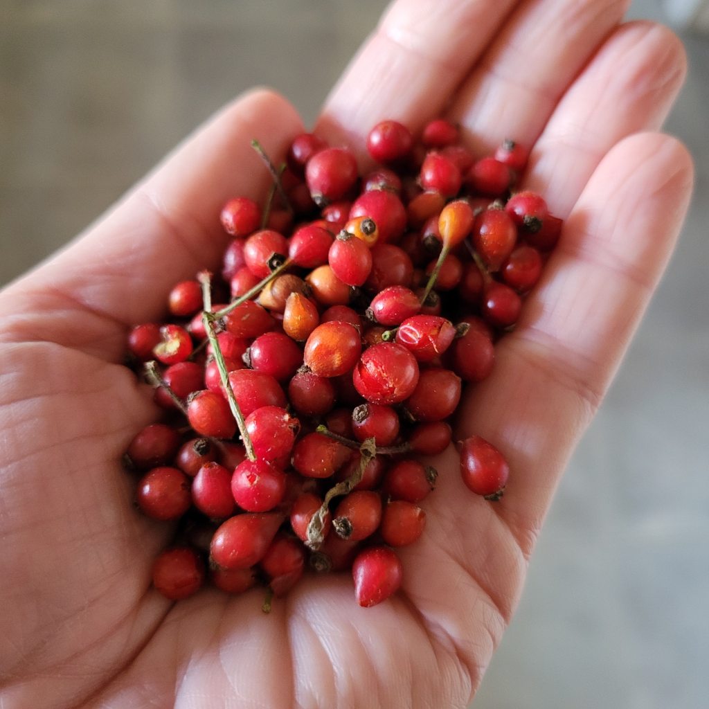 A small harvest of multiflora rosehips