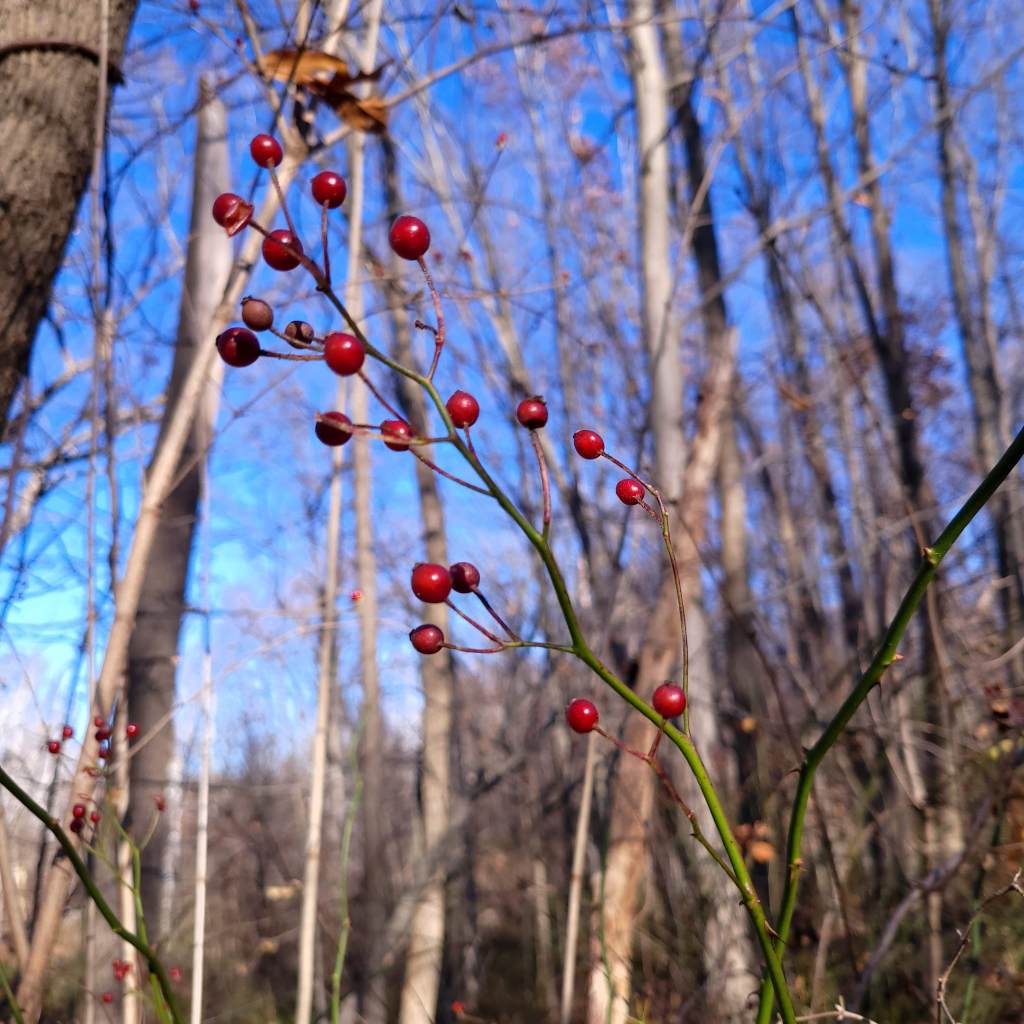 Rosa multiflora fruit stand out in the winter forest
