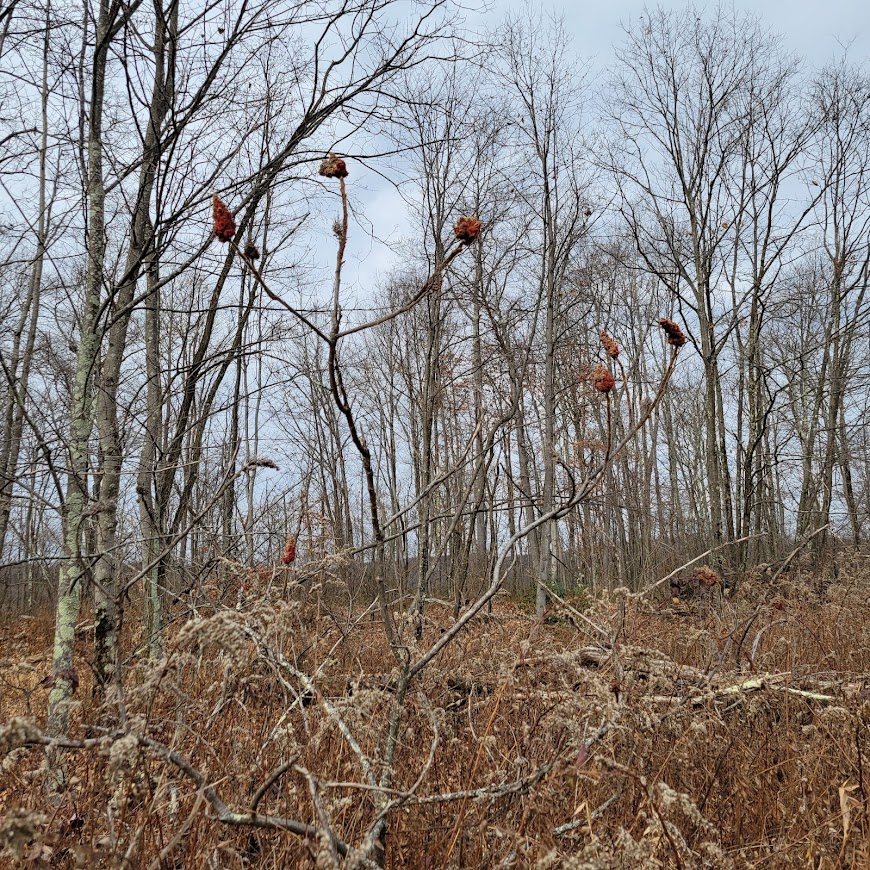 Female staghorn sumac drupes
