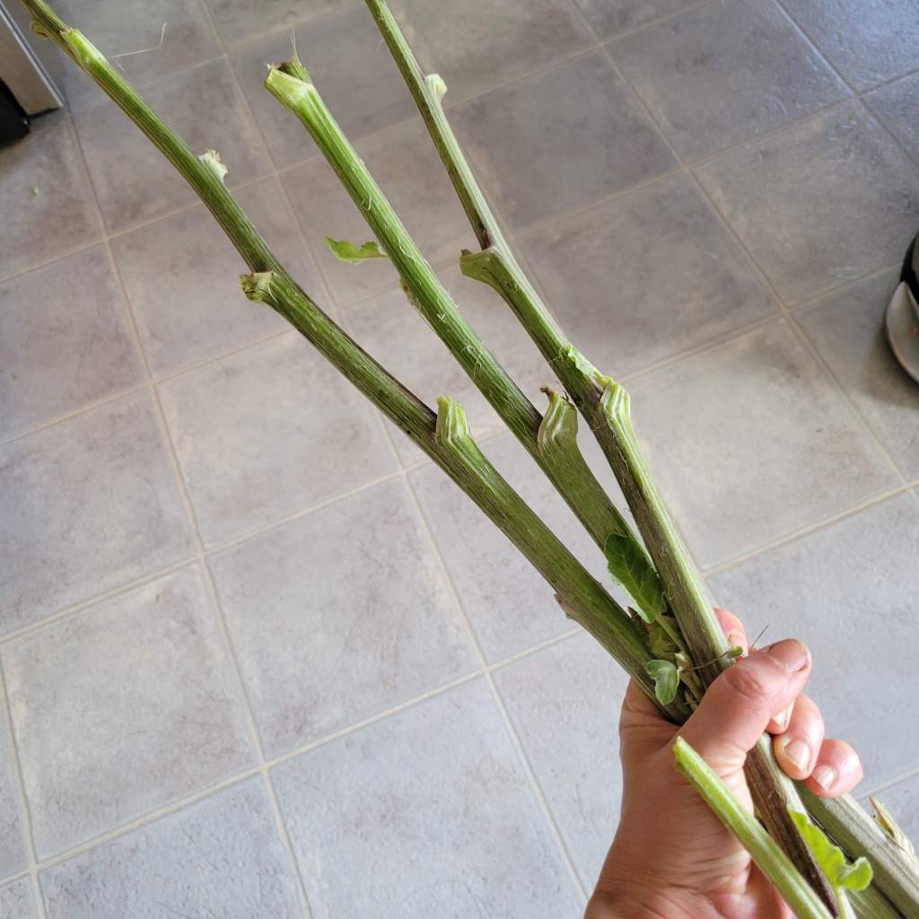 A fistful of burdock flowering stalks