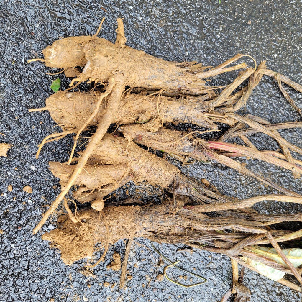A sad little burdock root harvest