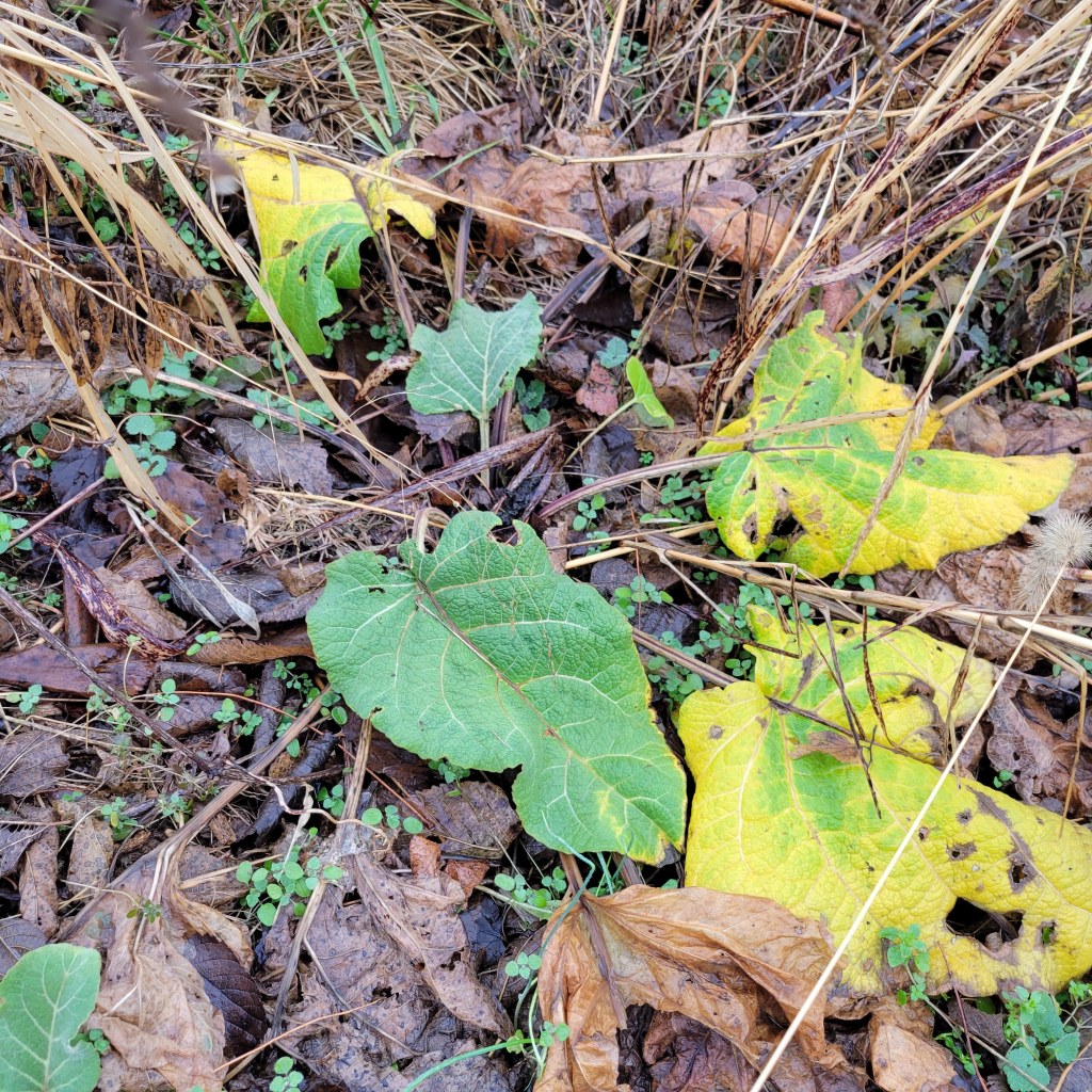 Burdock (Arctium spp.) in the winter