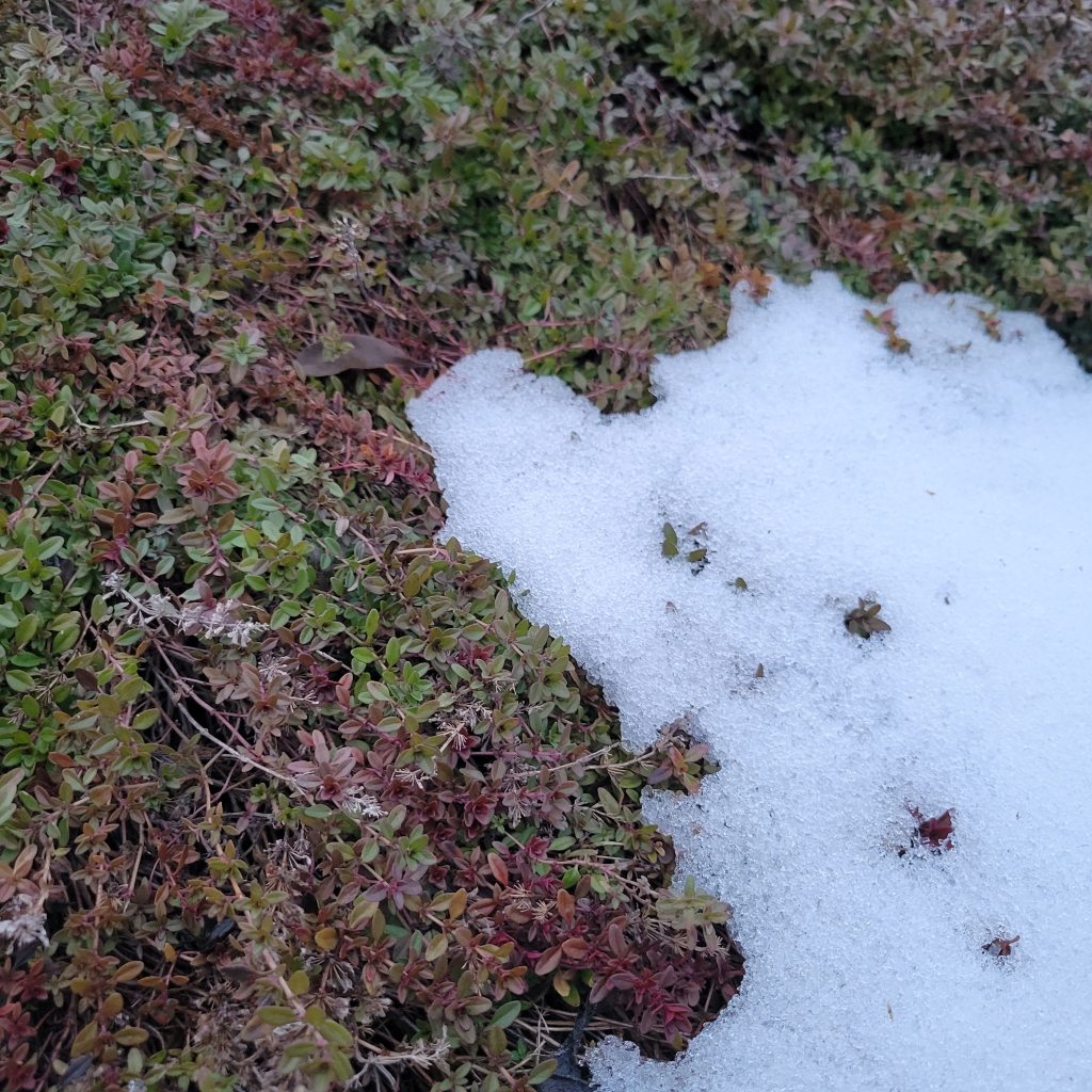 Creeping thyme in the snow