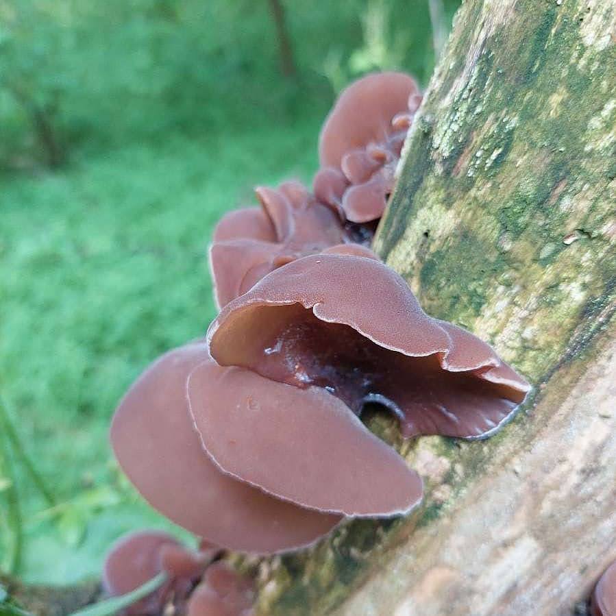Soft and succulent wood ear in the summer