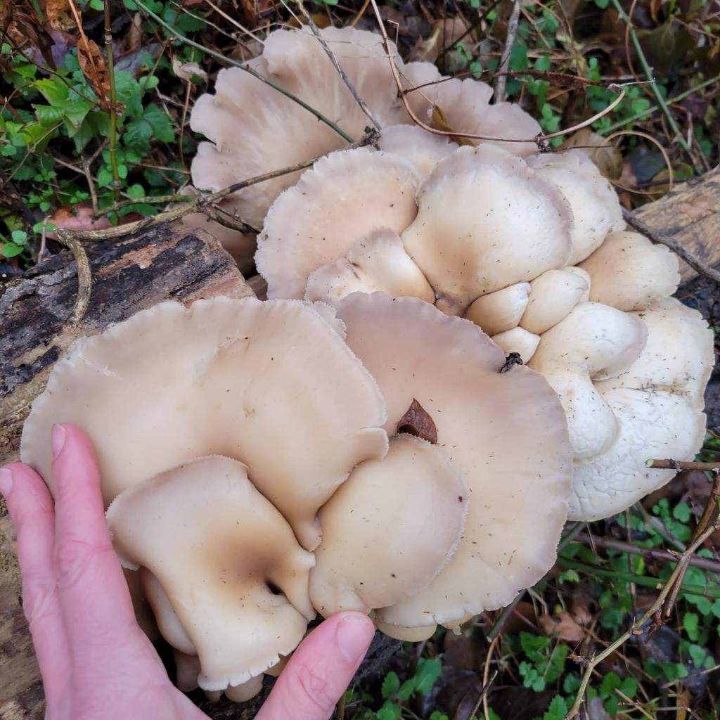My last forage of 2021 - oyster mushrooms!