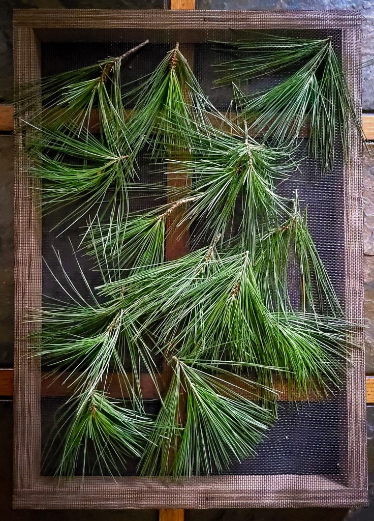 White pine needles spread out to dry