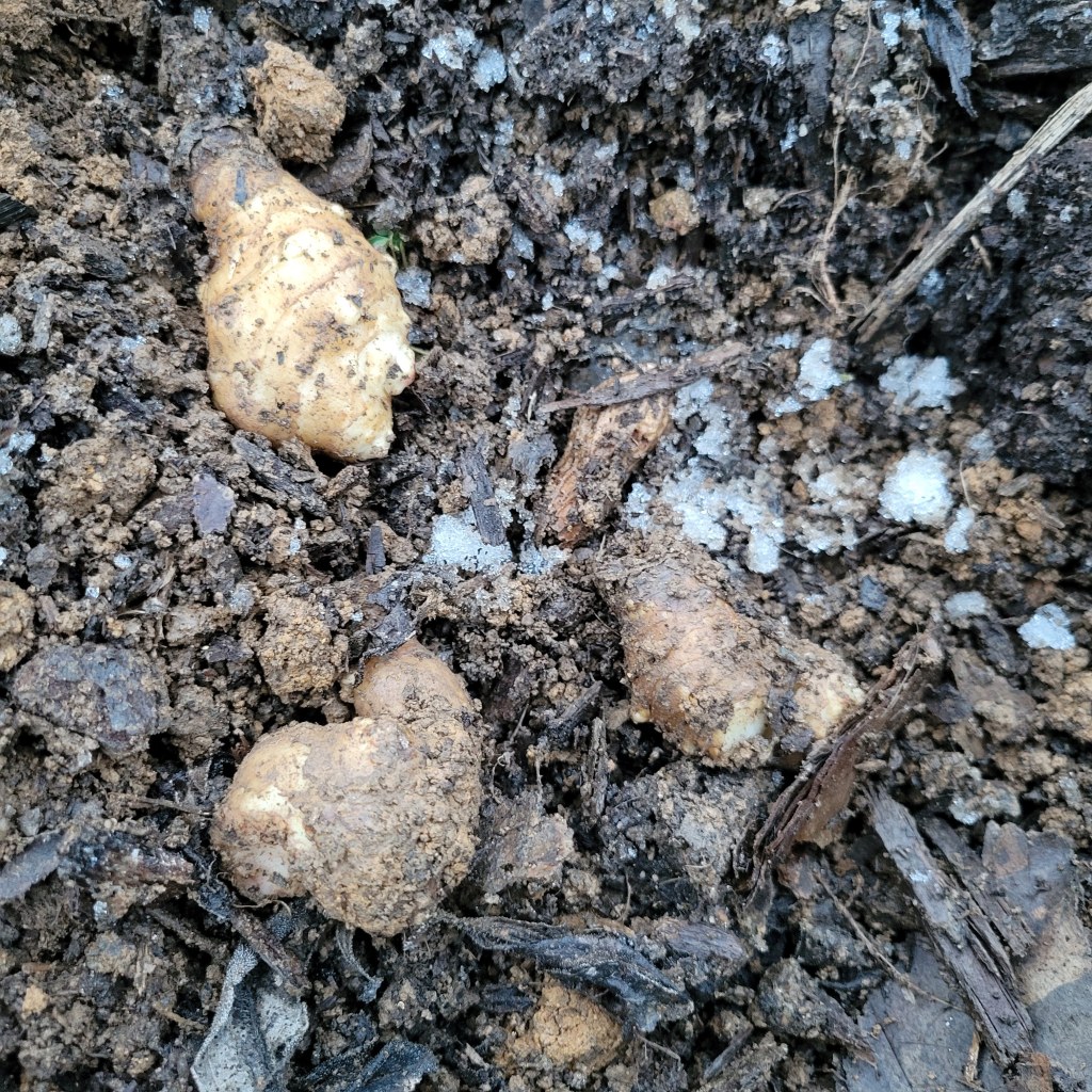 Sunchokes (and a peanut) dug up from the frozen mud