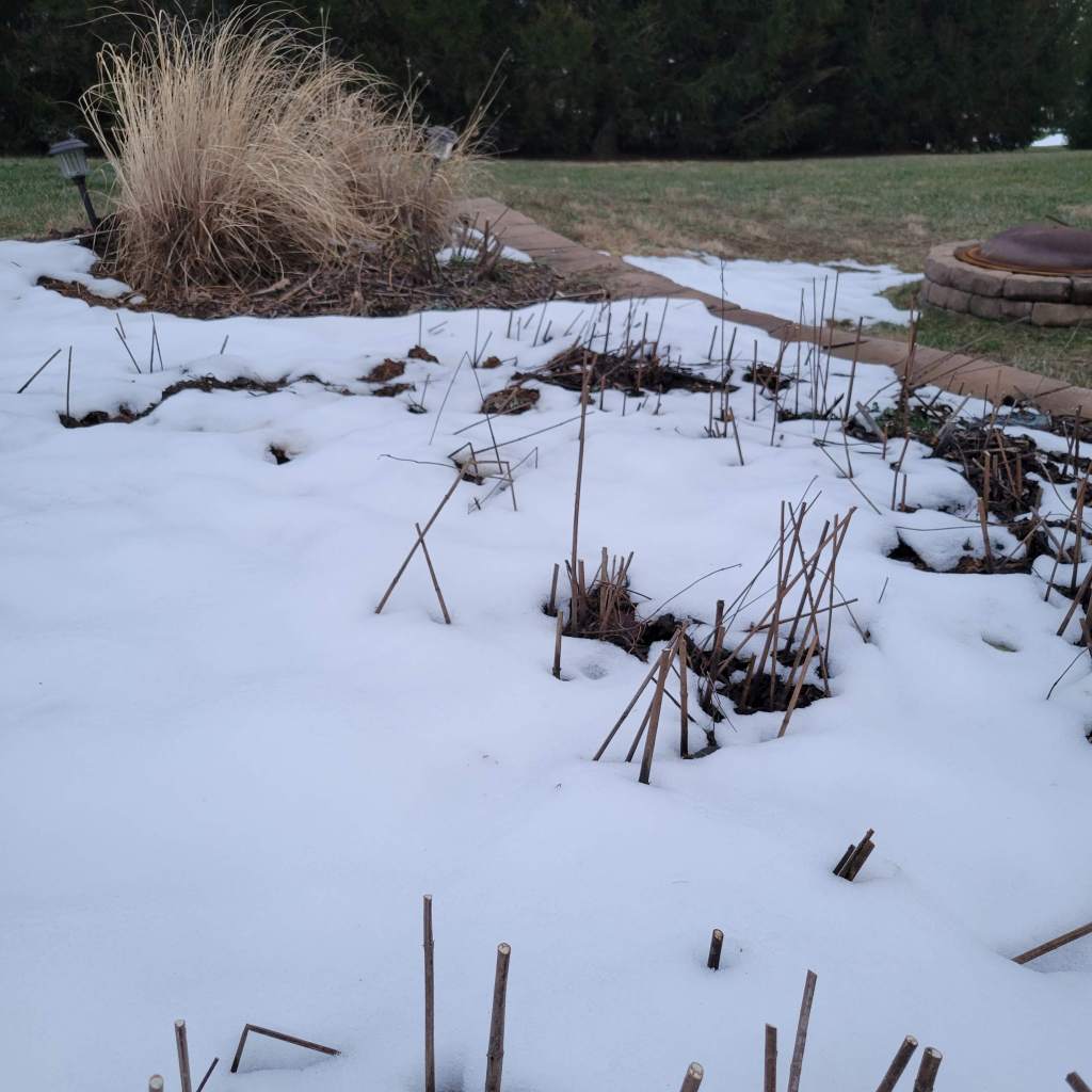 Sunchokes buried in snow