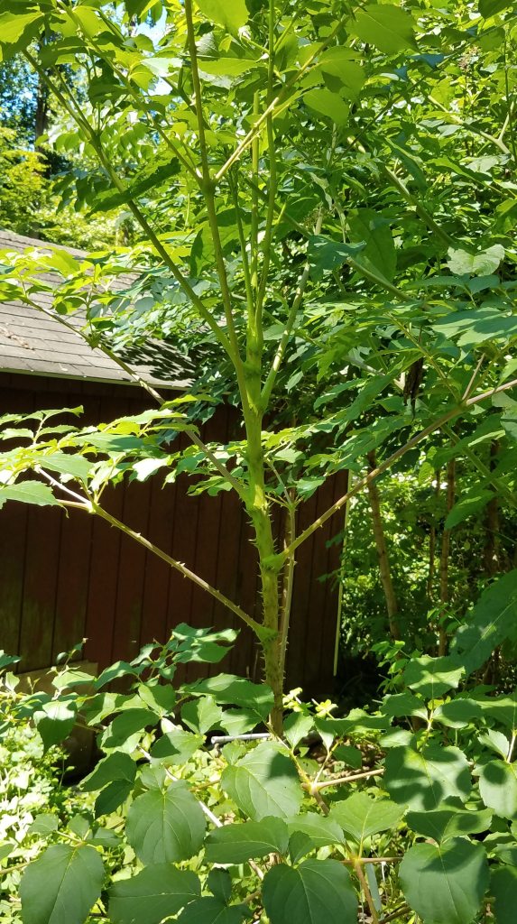 Devil's walkingstick is sometimes also called prickly ash